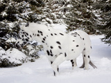 Appaloosa in Snow  Illinois