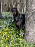 Black Doberman Peering from Behind Tree