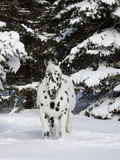 Appaloosa in Snow  Illinois