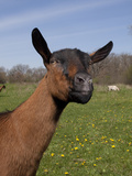 Goat Portrait  Wisconsin