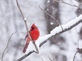 Cardinal in Snow