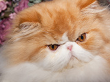 Orange Persian Cat  Portrait