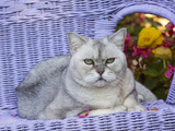 American Shorthair Cat on Lavender Wicker
