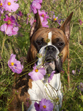 Boxer in Cosmos