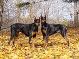 Pair of Black Dobermans