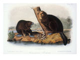 Audubon: Beaver  1846