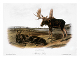 Moose Deer (Cervus Alces)