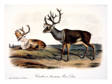 Caribou (Rangifer Caribou)