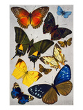Butterflies  19th Century