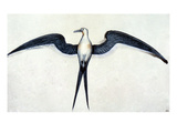 White: Frigate Bird