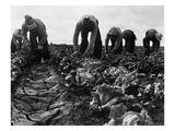 Migrant Workers  1935