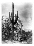 Saguaro Fruit Gatherers
