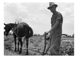 Sharecropper's Son  1937