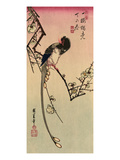 Magpie  19th Century
