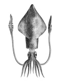 Common Squid