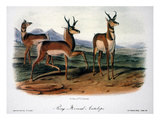 Audubon: Antelope  1846