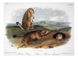Audubon: Prairie Dog  1844