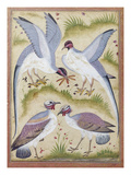 India: Pheasants