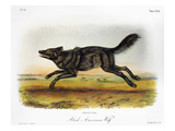 Black American Wolf