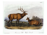 American Elk  1846