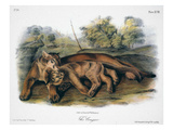 Audubon: The Cougar