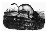 Black-Footed Ferret