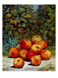 Apples  1868
