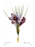 Botany: Saffron