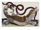 Crocodile and Snake