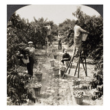 Delaware: Peach Orchard