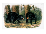 American Black Bear  1844