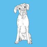 Boxer
