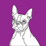Boston Terrier