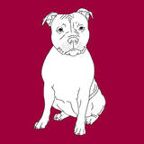 Staffordshire Bull Terrier