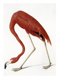 Audubon: American Flamingo