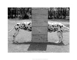 Spotty Love