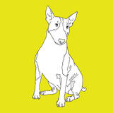 Bull Terrier