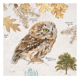 Eurasian Owl