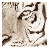 Tiger Pattern