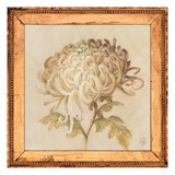 Chrysanthemum Floret Detail