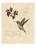 Filigree Hummingbird