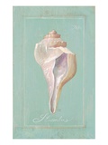 Trumpet Shell