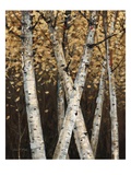 Shimmering Birches 1