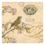 Nature's Observations 1