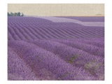 Lavender on Linen 1