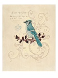 Filigree Jay