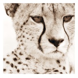 Cheetah Pattern
