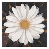 Magical White Daisy