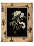 Silver Rhododendron