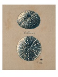 Vintage Linen Sea Urchin